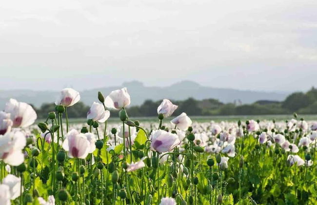 Cottage in Area of Outstanding Natural Beauty - Foto 60