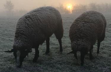Whittlewood Shepherd's Hut in Silverstone, Cosy, Rural, Views - Photo 10