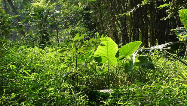 Great Escape to Cuc Phuong National Park From Hanoi- Full-Day Tour - Photo 4