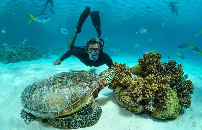 Great Barrier Reef Snorkeling Tour - Foto 4