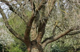 Idyllic cottage escape in Oxfordshire countryside - Foto 31