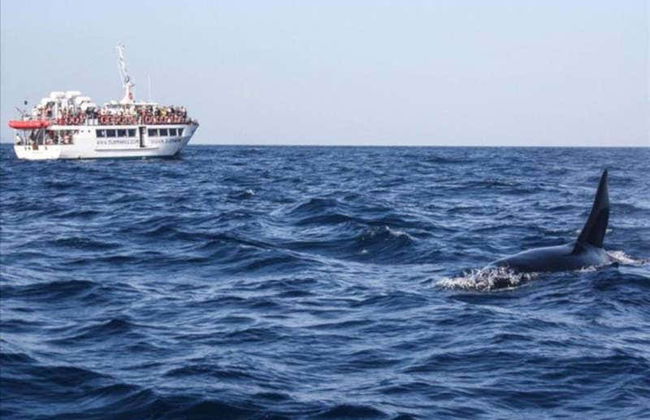 Avvistamento di delfini a Gibilterra - Foto 2