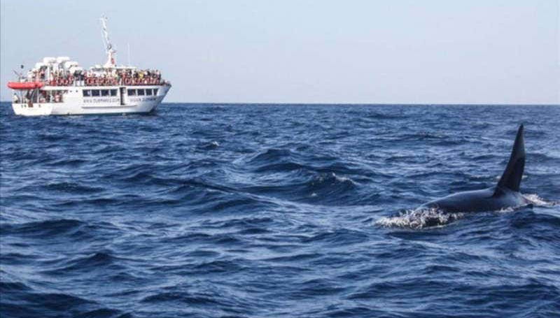 Passeio de barco por Gibraltar