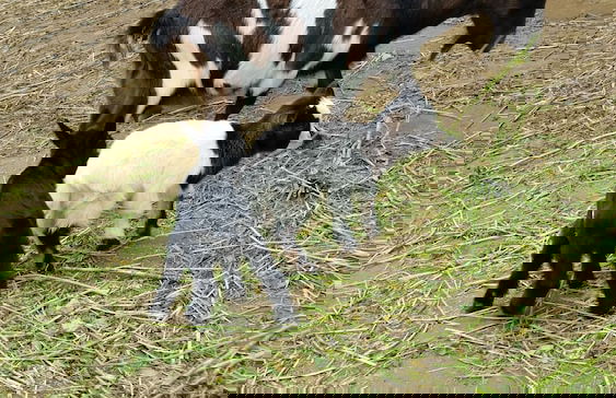 Casa Valxisto Country House - Foto 56