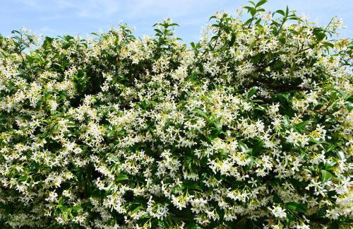 Melina's Wine Retreat - Foto 38