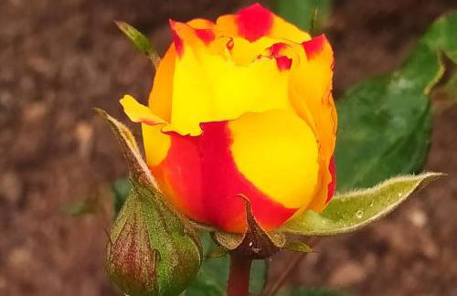 Cabana Linha Brasil - Foto 16