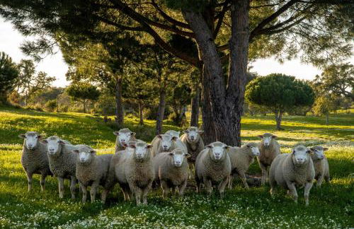 Herdade das Barradas da Serra - Foto 16