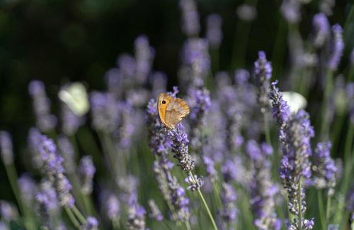 Apartments Srdanovic - Photo 39