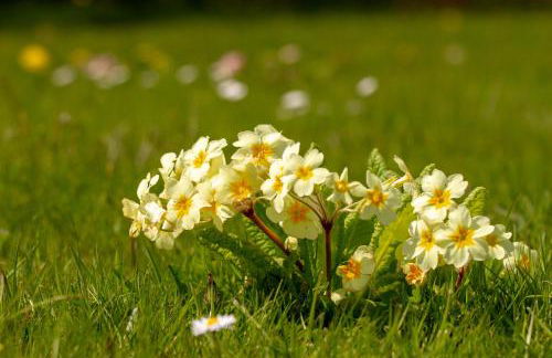 Ty Pren Bach - Foto 14