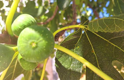 lastva 1&2 - Photo 10