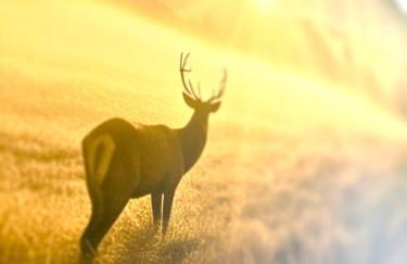 Gemütliches Alpenblick BERG-Bungalow + großer GARTEN + NETFLIX! - Foto 12