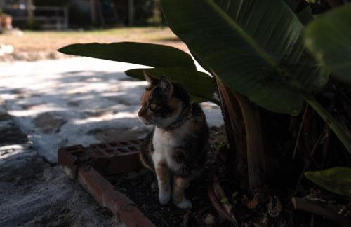 João Jungle - Foto 51