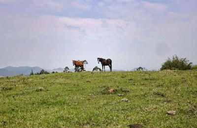 A Morada do Muriqui - Foto 16