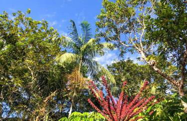 Casa de campo com cachoeira no quintal - Foto 48