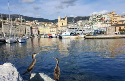 Appartement Vue Mer à Bastia, terrasse et piscine privée. - Photo 59
