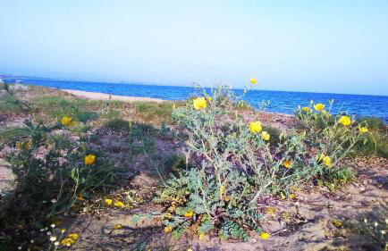 Infinite blue Horizon Elegance Hospitality - Photo 22