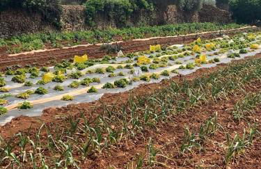 Casa de Campo cerca de Ciutadella con piscina - Foto 12