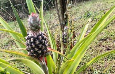 Chalé rural- hospedagem e experiência! - Foto 7