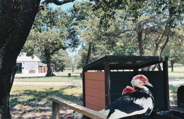 Hidden Meadow - rustic hideaway - Foto 32