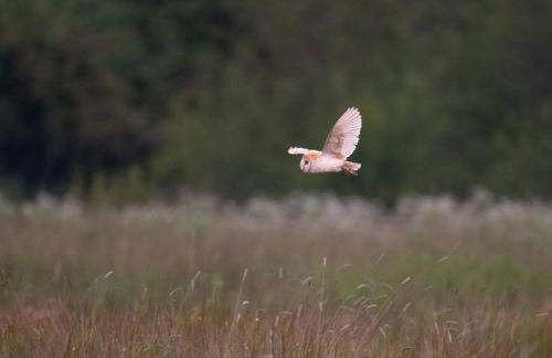 Shepherds Huts Tansy & Ethel in rural Sussex - Foto 42
