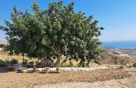 Casa Palombara - Healiday in Torre Salsa - Foto 68