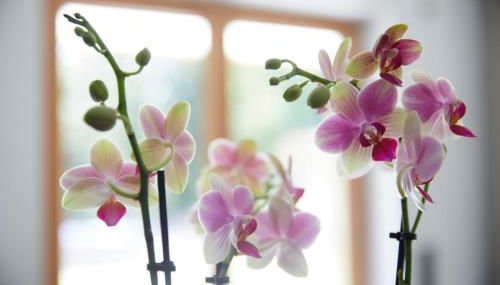 Ansitz Brenner - Foto 4