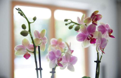 Ansitz Brenner - Foto 4