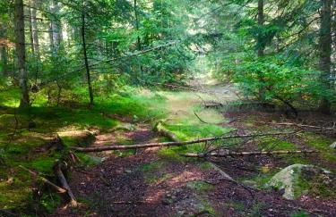 Grande maison cévenole authentique - Foto 31