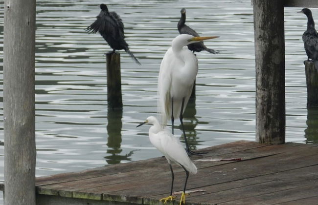 Recanto do Sossego em Laguna-Perrixil - Foto 10