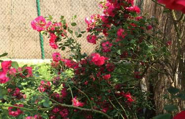 Apartamentos Portal de Ordesa - Photo 51