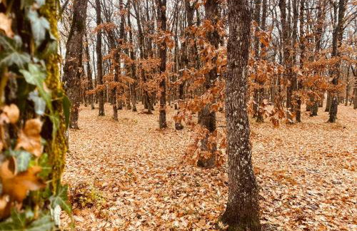 Arnaia Forest Villa - Photo 28