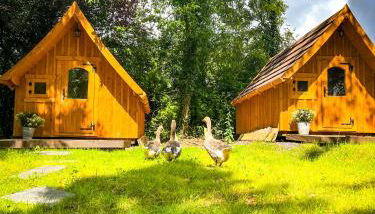 Eifelhüttchen Rotkehlchen - Foto 3