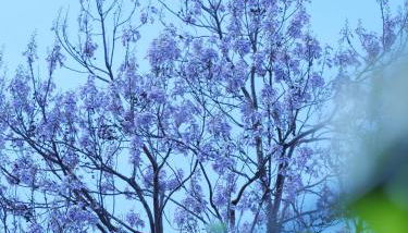 Apartment OTTO II - Erfurt Zentrum - Foto 5, Garden