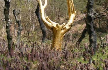 Mobil home au coeur de Brocéliande - Foto 5