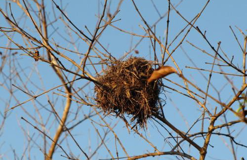 Hotel Fazenda Arara Azul - Foto 8