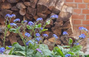 Ferienhaus Vörn-Diek - Foto 12