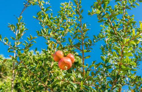 Maria’s Mansion 3 m from the SEA - Foto 41