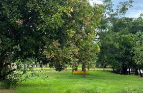 Rancho Piau - Foto 21