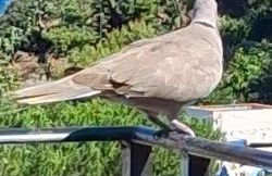 Stella Mare 2 - Foto 45