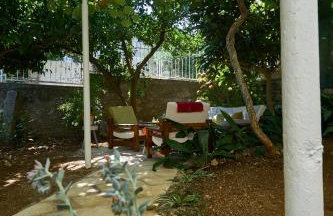 Aspidistra Shadow - Foto 21