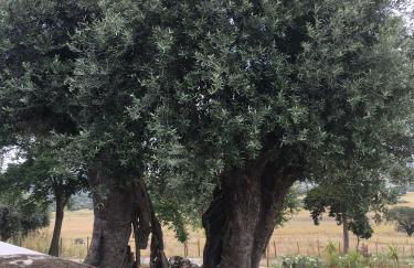 Almojanda 3 olive tree - Foto 64