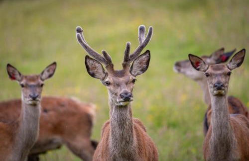 Farragon Luxury Glamping Pod with Hot Tub & Pet Friendly at Pitilie Pods - Foto 16