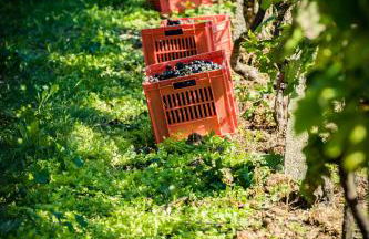 Agriturismo Olistico Atman - Foto 47