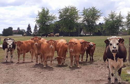 La reserve - Foto 47