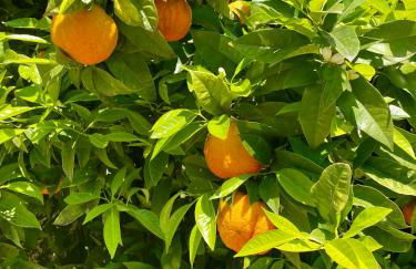 Podere il Casone - Foto 52