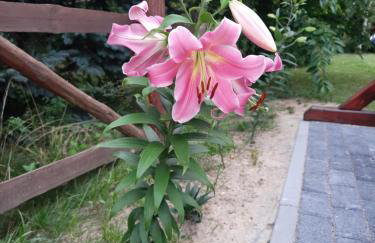 Wycinki domek - Foto 36