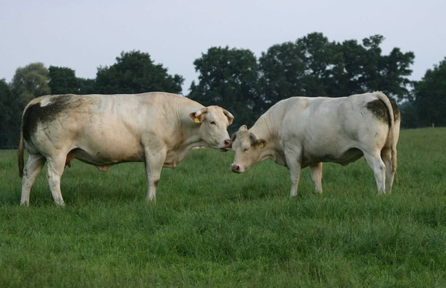 Cosy Chalet With gas Fireplace in Twente - Foto 20
