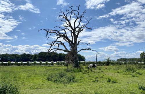 Le Plessis - Photo 30