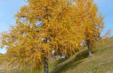 Ciasa Lisüra - Foto 44