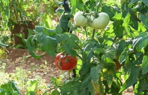 Secluded house with a parking space Podhumlje, Vis - 13984 - Foto 12